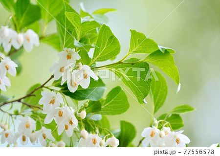 花 白い花 小花 春の写真素材