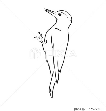 キツツキ かわいいのイラスト素材