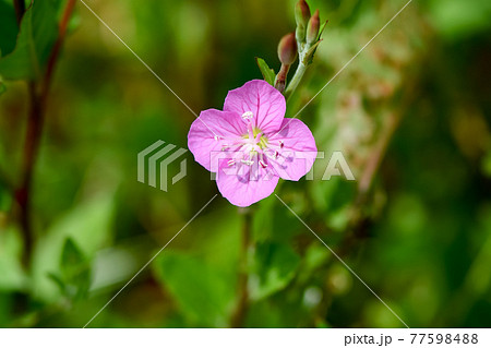 赤紫の花 雑草 植物の写真素材