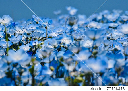 ネモフィラ 花 壁紙 ブルーの写真素材