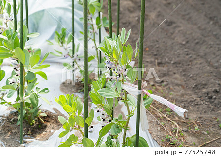 そら豆 ソラマメ そら豆の花 白い花の写真素材