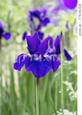 白花イリス 花の写真素材