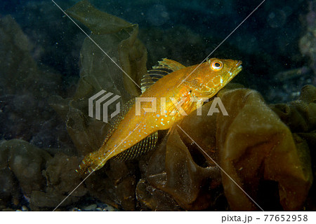 カジカ 魚 海水魚の写真素材
