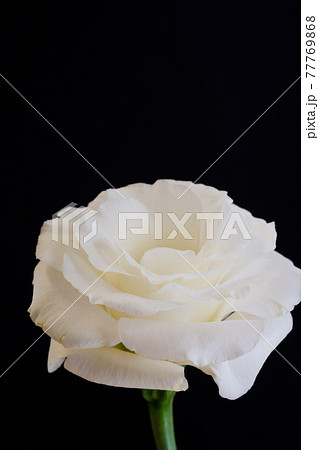 花 リンドウ 一輪 竜胆の写真素材