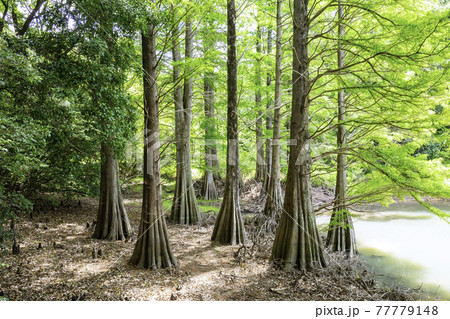 篠栗 篠栗九大の森 九大の森 水辺の森の写真素材 - PIXTA