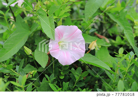 朝顔に似た花の写真素材