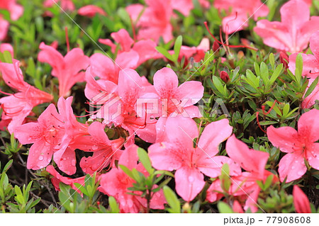 アゼリア 花の写真素材