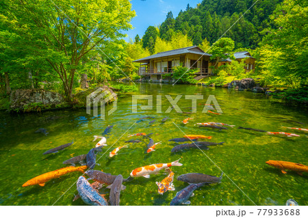 池 鯉 庭園 日本庭園の写真素材 - PIXTA
