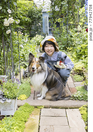 シェルティー（お座りポーズ） お座りするシェルティの写真素材 [87101561] - PIXTA