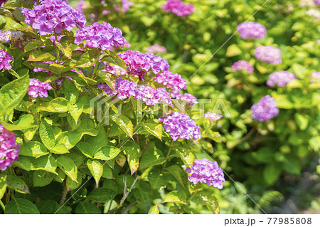 未来 紫陽花 植物 花の写真素材 未来 紫陽花 植物 花の写真素材