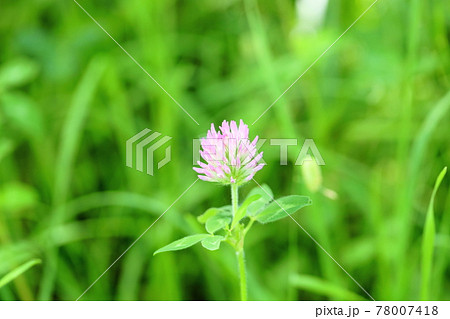 雑草 薄ピンク 花 ピンクの写真素材