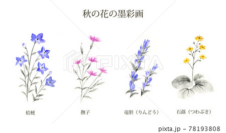 11月の花のイラスト素材