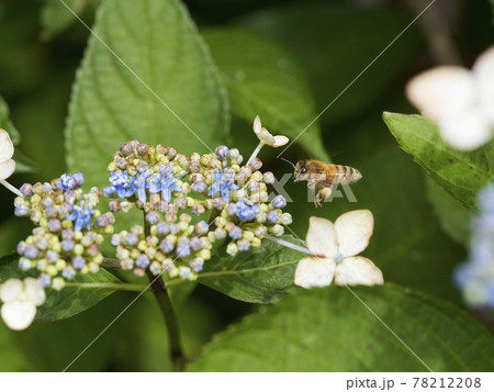 小さい紫陽花の写真素材