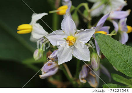 5弁花 白の写真素材