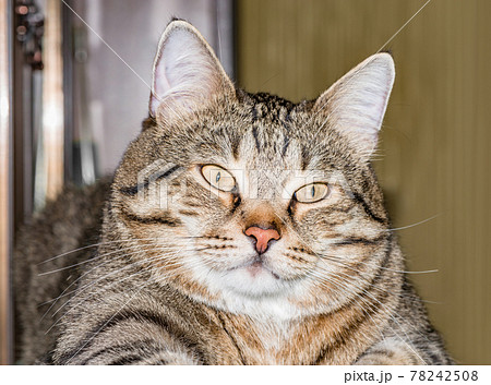 猫 動物 口元 鼻の写真素材