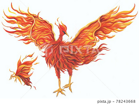 火の鳥のイラスト素材
