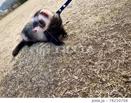 フェレットの写真素材集 ピクスタ
