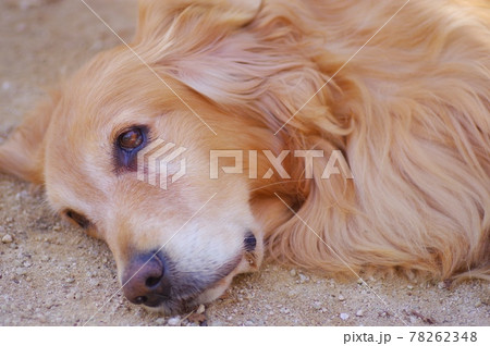 犬 ゴールデンレトリバー 賢い 盲導犬の写真素材