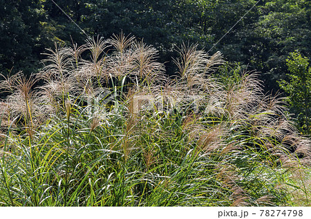 枯尾花の写真素材