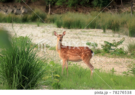 日本鹿の写真素材