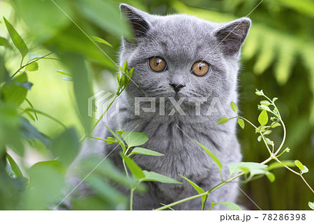 青い目の黒猫の子猫の写真素材