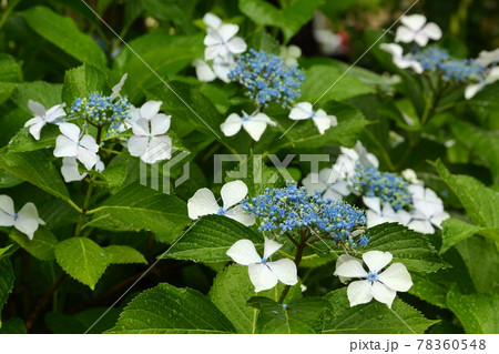 アジサイの原種の写真素材