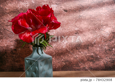 ゴデチア 花の写真素材