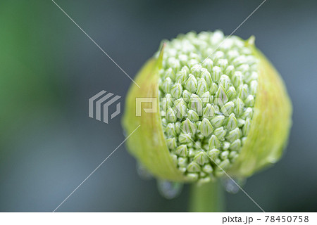 アリウム 球根植物 白い花 蕾の写真素材