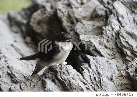 黒い雛鳥の写真素材