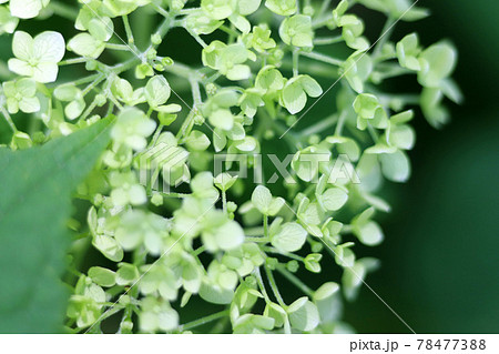 細かい花 小さい花の写真素材