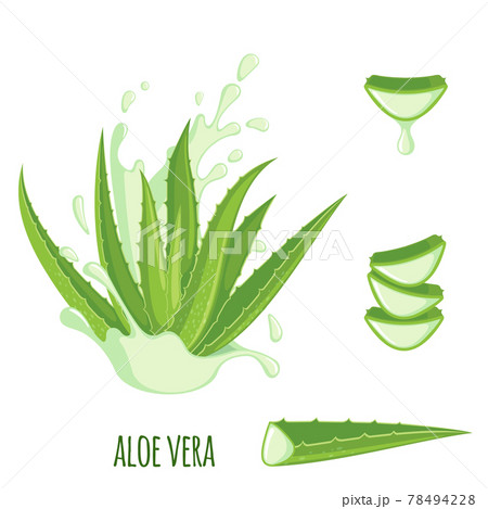 アロエのイラスト素材