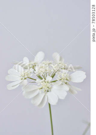 ホワイトレースフラワー 白色の写真素材