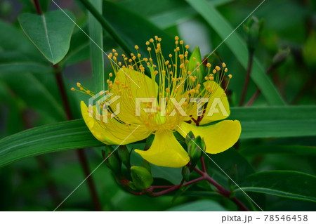 中国原産 花の写真素材