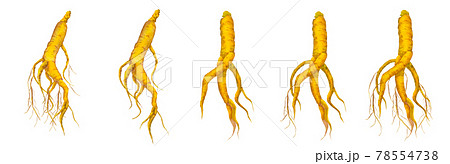 朝鮮人参の写真素材