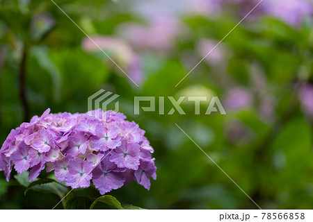 花 壁紙 紫陽花 梅雨の写真素材