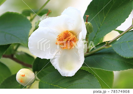 ナツツバキの花の写真素材 ナツツバキの花の写真素材