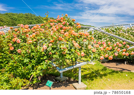 アプリコットピンクの花の写真素材