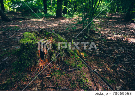 朽ちた木の写真素材 朽ちた木の写真素材