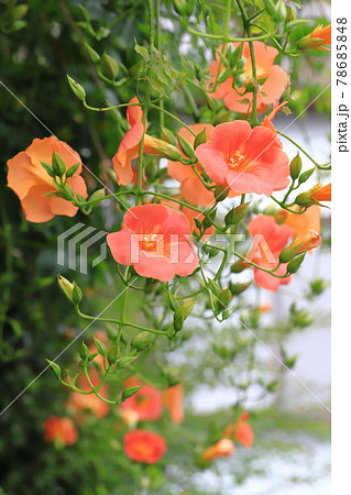 花 ノウゼンカズラ オレンジ色 つる性植物の写真素材