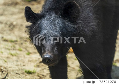 熊 ツキノワグマ かわいい 動物の写真素材 熊 ツキノワグマ かわいい 動物の写真素材