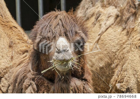 動物 ラクダ らくだ 顔の写真素材