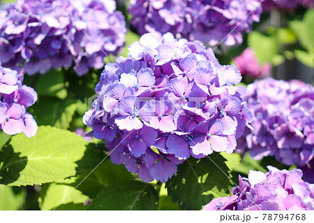 花 壁紙 紫陽花 梅雨の写真素材