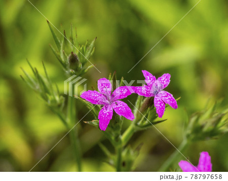 ノハラナデシコの写真素材