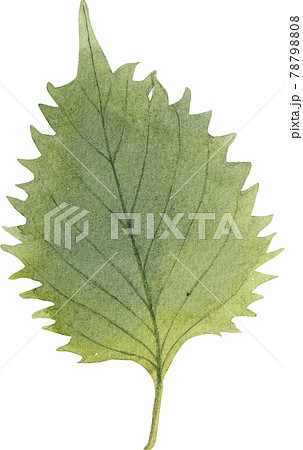 Sushi Japanese Food Watercolorのイラスト素材