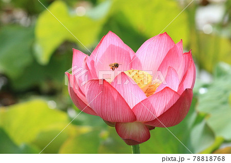 ハスの花の写真素材