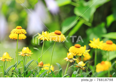 花 オレンジ色 花壇 キク科の写真素材