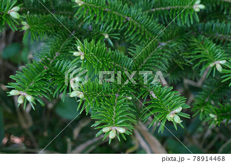 もみの木の新芽の写真素材 - PIXTA