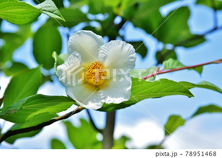 シャラの花の写真素材