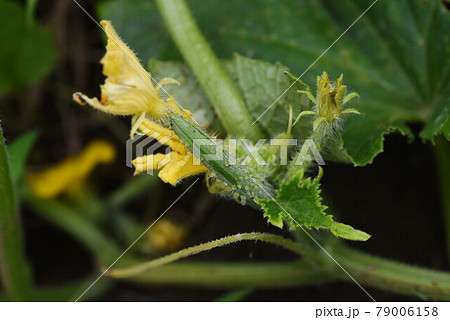 つる キュウリ 野菜 葉の写真素材