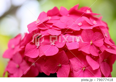 夏の花 鮮やか ピンク 小花の写真素材